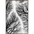 Picture of Web of Trees _GroupedProduct_Rectangle_Portrait_Photography _GroupedProduct_Rectangle_Portrait_Canvas_Framed_