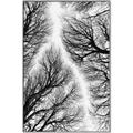 Picture of Web of Trees _GroupedProduct_Rectangle_Portrait_Photography _GroupedProduct_Rectangle_Portrait_Canvas_Framed_