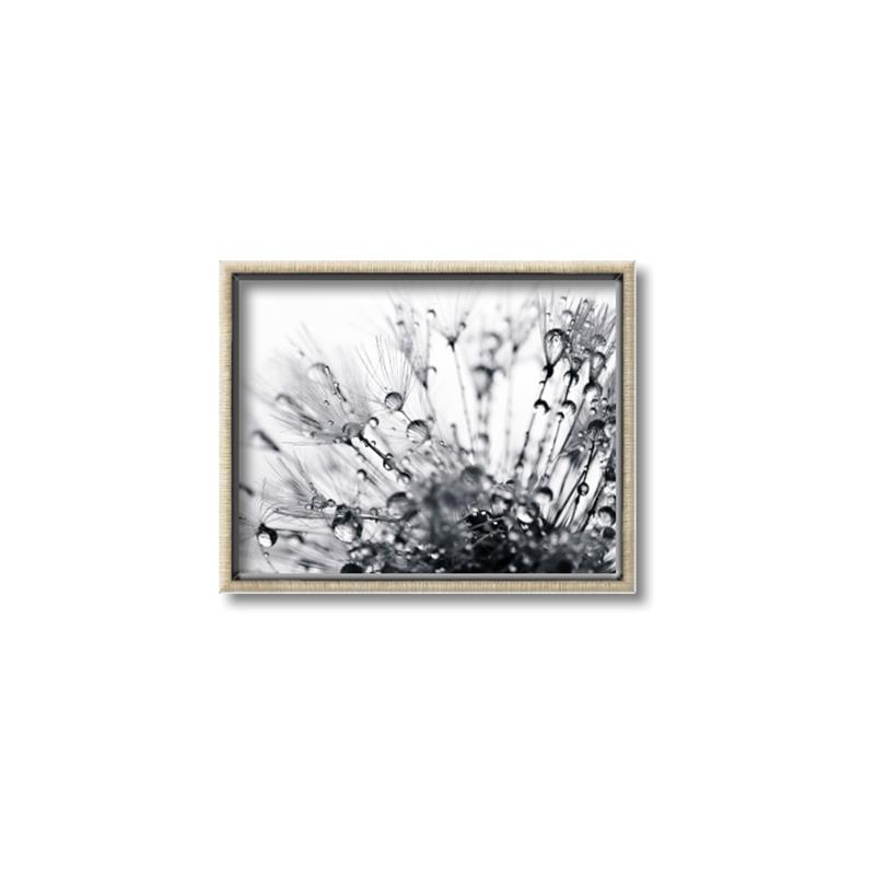 Picture of Dandilion bliss _GroupedProduct_Rectangle_Landscape_Photography _GroupedProduct_Rectangle_Landscape_Canvas_Framed_