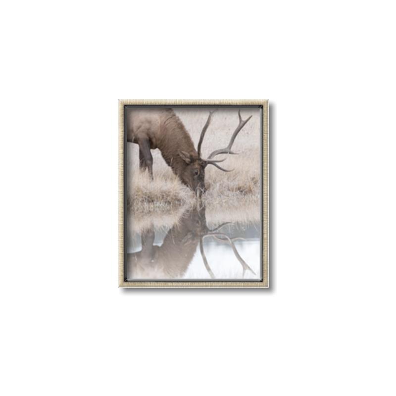Picture of Elk in the Wild _GroupedProduct_Rectangle_Portrait_Photography _GroupedProduct_Rectangle_Portrait_Canvas_Framed_