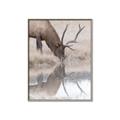 Picture of Elk in the Wild _GroupedProduct_Rectangle_Portrait_Photography _GroupedProduct_Rectangle_Portrait_Canvas_Framed_