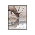 Picture of Elk in the Wild _GroupedProduct_Rectangle_Portrait_Photography _GroupedProduct_Rectangle_Portrait_Canvas_Framed_