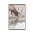 Picture of Elk in the Wild _GroupedProduct_Rectangle_Portrait_Photography _GroupedProduct_Rectangle_Portrait_Canvas_Framed_