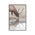 Picture of Elk in the Wild _GroupedProduct_Rectangle_Portrait_Photography _GroupedProduct_Rectangle_Portrait_Canvas_Framed_