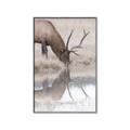 Picture of Elk in the Wild _GroupedProduct_Rectangle_Portrait_Photography _GroupedProduct_Rectangle_Portrait_Canvas_Framed_