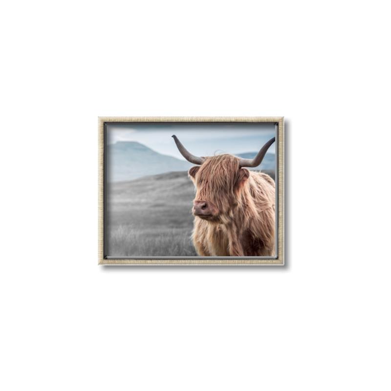 Picture of Furry highland cow _GroupedProduct_Rectangle_Landscape_Photography _GroupedProduct_Rectangle_Landscape_Canvas_Framed_