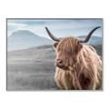 Picture of Furry highland cow _GroupedProduct_Rectangle_Landscape_Photography _GroupedProduct_Rectangle_Landscape_Canvas_Framed_