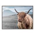Picture of Furry highland cow _GroupedProduct_Rectangle_Landscape_Photography _GroupedProduct_Rectangle_Landscape_Canvas_Framed_