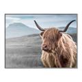 Picture of Furry highland cow _GroupedProduct_Rectangle_Landscape_Photography _GroupedProduct_Rectangle_Landscape_Canvas_Framed_