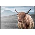 Picture of Furry highland cow _GroupedProduct_Rectangle_Landscape_Photography _GroupedProduct_Rectangle_Landscape_Canvas_Framed_