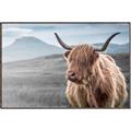 Picture of Furry highland cow _GroupedProduct_Rectangle_Landscape_Photography _GroupedProduct_Rectangle_Landscape_Canvas_Framed_