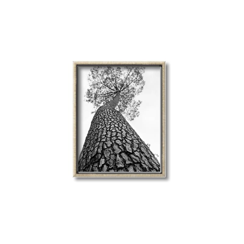 Picture of The Tree _GroupedProduct_Rectangle_Portrait_Photography _GroupedProduct_Rectangle_Portrait_Canvas_Framed_