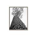 Picture of The Tree _GroupedProduct_Rectangle_Portrait_Photography _GroupedProduct_Rectangle_Portrait_Canvas_Framed_