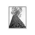 Picture of The Tree _GroupedProduct_Rectangle_Portrait_Photography _GroupedProduct_Rectangle_Portrait_Canvas_Framed_