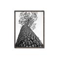 Picture of The Tree _GroupedProduct_Rectangle_Portrait_Photography _GroupedProduct_Rectangle_Portrait_Canvas_Framed_