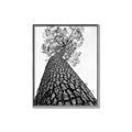 Picture of The Tree _GroupedProduct_Rectangle_Portrait_Photography _GroupedProduct_Rectangle_Portrait_Canvas_Framed_
