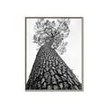 Picture of The Tree _GroupedProduct_Rectangle_Portrait_Photography _GroupedProduct_Rectangle_Portrait_Canvas_Framed_