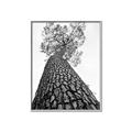 Picture of The Tree _GroupedProduct_Rectangle_Portrait_Photography _GroupedProduct_Rectangle_Portrait_Canvas_Framed_