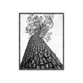 Picture of The Tree _GroupedProduct_Rectangle_Portrait_Photography _GroupedProduct_Rectangle_Portrait_Canvas_Framed_