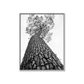 Picture of The Tree _GroupedProduct_Rectangle_Portrait_Photography _GroupedProduct_Rectangle_Portrait_Canvas_Framed_