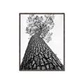 Picture of The Tree _GroupedProduct_Rectangle_Portrait_Photography _GroupedProduct_Rectangle_Portrait_Canvas_Framed_