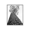 Picture of The Tree _GroupedProduct_Rectangle_Portrait_Photography _GroupedProduct_Rectangle_Portrait_Canvas_Framed_