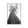 Picture of The Tree _GroupedProduct_Rectangle_Portrait_Photography _GroupedProduct_Rectangle_Portrait_Canvas_Framed_