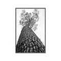 Picture of The Tree _GroupedProduct_Rectangle_Portrait_Photography _GroupedProduct_Rectangle_Portrait_Canvas_Framed_