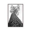 Picture of The Tree _GroupedProduct_Rectangle_Portrait_Photography _GroupedProduct_Rectangle_Portrait_Canvas_Framed_