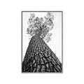 Picture of The Tree _GroupedProduct_Rectangle_Portrait_Photography _GroupedProduct_Rectangle_Portrait_Canvas_Framed_