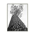 Picture of The Tree _GroupedProduct_Rectangle_Portrait_Photography _GroupedProduct_Rectangle_Portrait_Canvas_Framed_