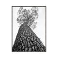 Picture of The Tree _GroupedProduct_Rectangle_Portrait_Photography _GroupedProduct_Rectangle_Portrait_Canvas_Framed_