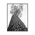 Picture of The Tree _GroupedProduct_Rectangle_Portrait_Photography _GroupedProduct_Rectangle_Portrait_Canvas_Framed_