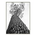 Picture of The Tree _GroupedProduct_Rectangle_Portrait_Photography _GroupedProduct_Rectangle_Portrait_Canvas_Framed_