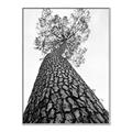 Picture of The Tree _GroupedProduct_Rectangle_Portrait_Photography _GroupedProduct_Rectangle_Portrait_Canvas_Framed_