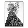 Picture of The Tree _GroupedProduct_Rectangle_Portrait_Photography _GroupedProduct_Rectangle_Portrait_Canvas_Framed_