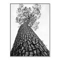 Picture of The Tree _GroupedProduct_Rectangle_Portrait_Photography _GroupedProduct_Rectangle_Portrait_Canvas_Framed_