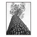 Picture of The Tree _GroupedProduct_Rectangle_Portrait_Photography _GroupedProduct_Rectangle_Portrait_Canvas_Framed_