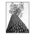 Picture of The Tree _GroupedProduct_Rectangle_Portrait_Photography _GroupedProduct_Rectangle_Portrait_Canvas_Framed_
