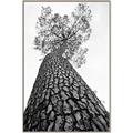 Picture of The Tree _GroupedProduct_Rectangle_Portrait_Photography _GroupedProduct_Rectangle_Portrait_Canvas_Framed_
