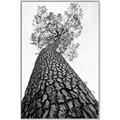 Picture of The Tree _GroupedProduct_Rectangle_Portrait_Photography _GroupedProduct_Rectangle_Portrait_Canvas_Framed_