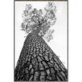 Picture of The Tree _GroupedProduct_Rectangle_Portrait_Photography _GroupedProduct_Rectangle_Portrait_Canvas_Framed_