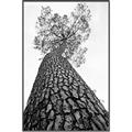 Picture of The Tree _GroupedProduct_Rectangle_Portrait_Photography _GroupedProduct_Rectangle_Portrait_Canvas_Framed_