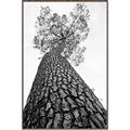 Picture of The Tree _GroupedProduct_Rectangle_Portrait_Photography _GroupedProduct_Rectangle_Portrait_Canvas_Framed_