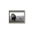 Picture of The Lion King _GroupedProduct_Rectangle_Landscape_Photography _GroupedProduct_Rectangle_Landscape_Canvas_Framed_