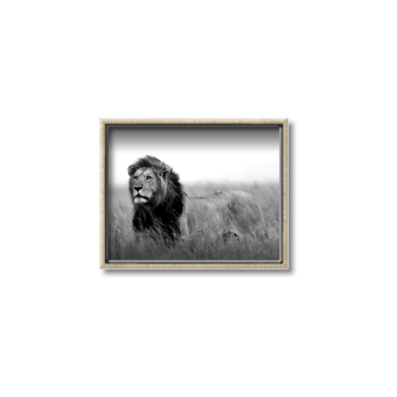 Picture of The Lion King _GroupedProduct_Rectangle_Landscape_Photography _GroupedProduct_Rectangle_Landscape_Canvas_Framed_