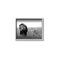 Picture of The Lion King _GroupedProduct_Rectangle_Landscape_Photography _GroupedProduct_Rectangle_Landscape_Canvas_Framed_