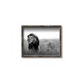 Picture of The Lion King _GroupedProduct_Rectangle_Landscape_Photography _GroupedProduct_Rectangle_Landscape_Canvas_Framed_