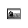 Picture of The Lion King _GroupedProduct_Rectangle_Landscape_Photography _GroupedProduct_Rectangle_Landscape_Canvas_Framed_