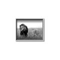 Picture of The Lion King _GroupedProduct_Rectangle_Landscape_Photography _GroupedProduct_Rectangle_Landscape_Canvas_Framed_
